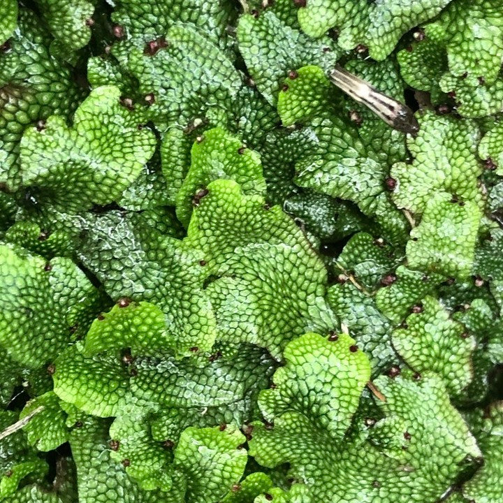 Snake Scales Liverwort(Conocephalum conicum)