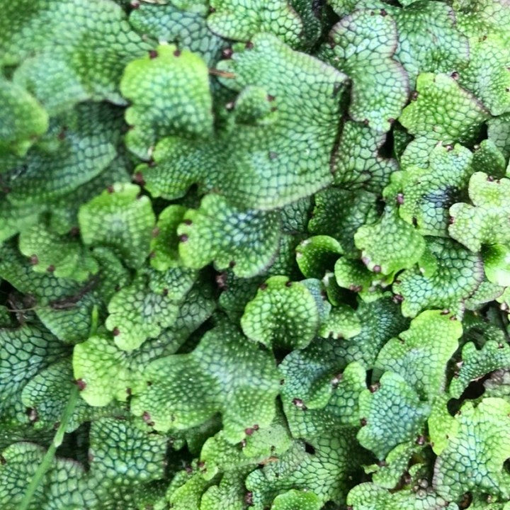Snake Scales Liverwort(Conocephalum conicum)