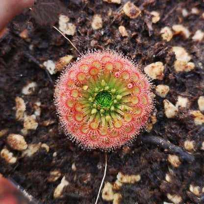 Drosera x lake badgerup  (Drosera x badgerupii)