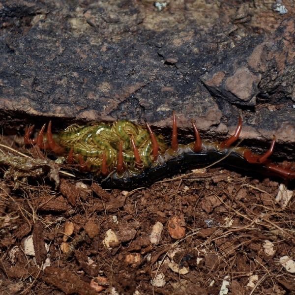 Chinese Red Head Centipede var Red Leg (Scolopendra mutilans)