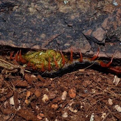 Chinese Red Head Centipede var Red Leg (Scolopendra mutilans)