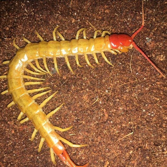 Chinese Red Head Centipede (Scolopendra mutilans var. white)