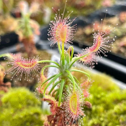 Shaggy sundew (Drosera scorpioides)