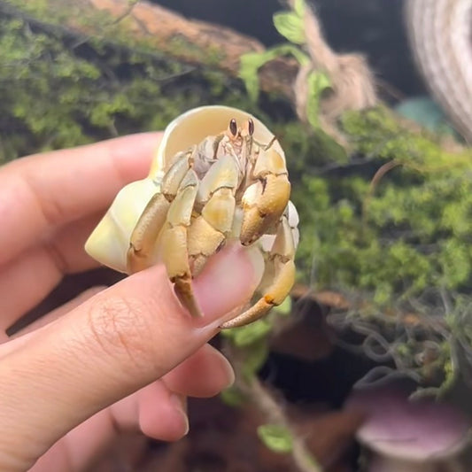 Ecuadorian Hermit Crab(Coenobita compressus)