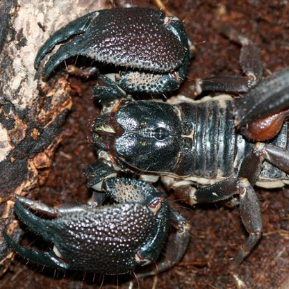 India Giant Forest Scorpion (Gigantometrus swammerdami)