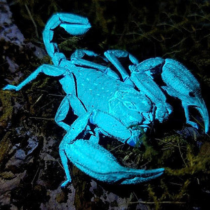 Vietnamese flat rock scorpion (Euscorpiops vachoni)