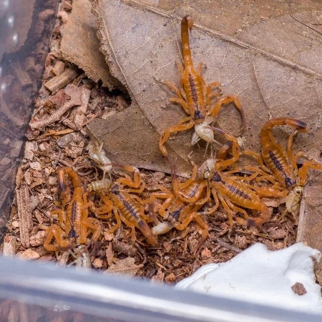 Brazilian Yellow Scorpion (Tityus stigmurus)