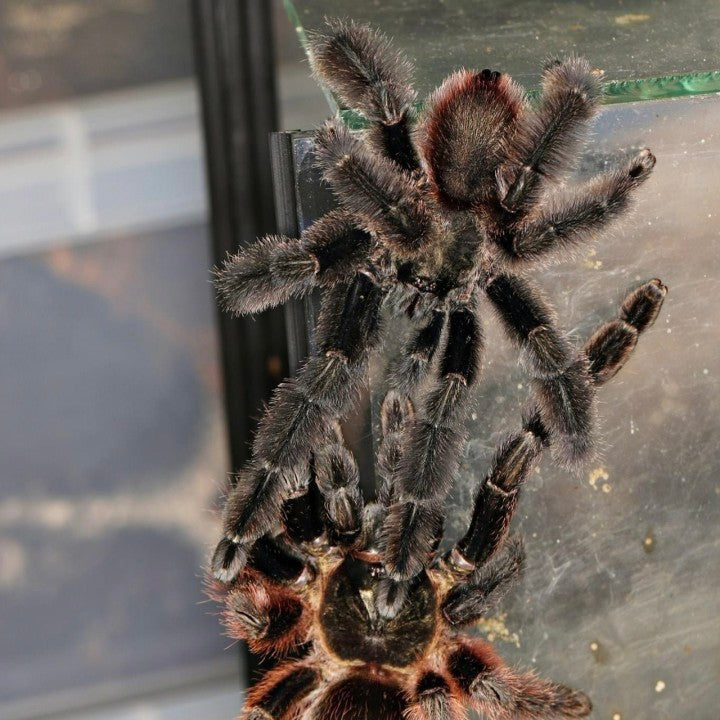 Darth Maul Tarantula (Psalmopoeus victori)