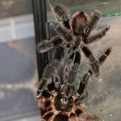 Darth Maul Tarantula (Psalmopoeus victori)