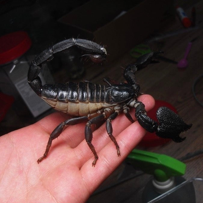 Big Scorpio Insect India Giant Forest Scorpion (Gigantometrus swammerdami) for Sale | My ...