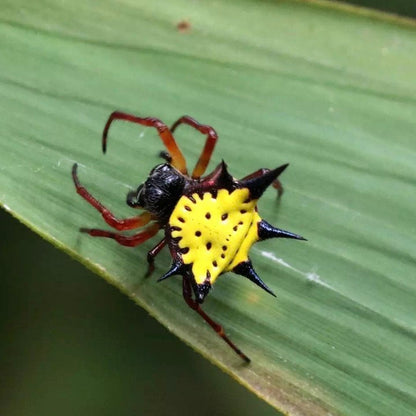 Spiny Orb Weaver (Gasteracantha hasselti)