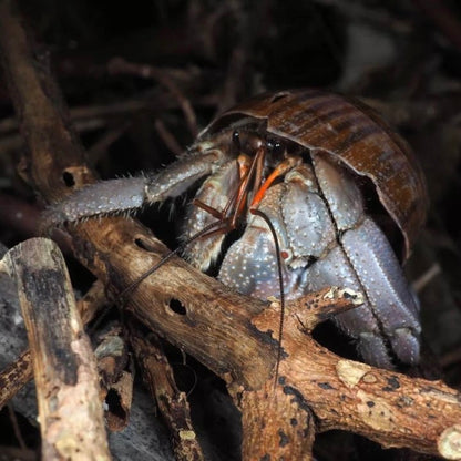 Cavipes Hermit Crab (Coenobita cavipes)