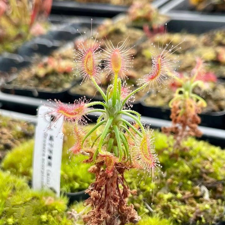Shaggy sundew (Drosera scorpioides)