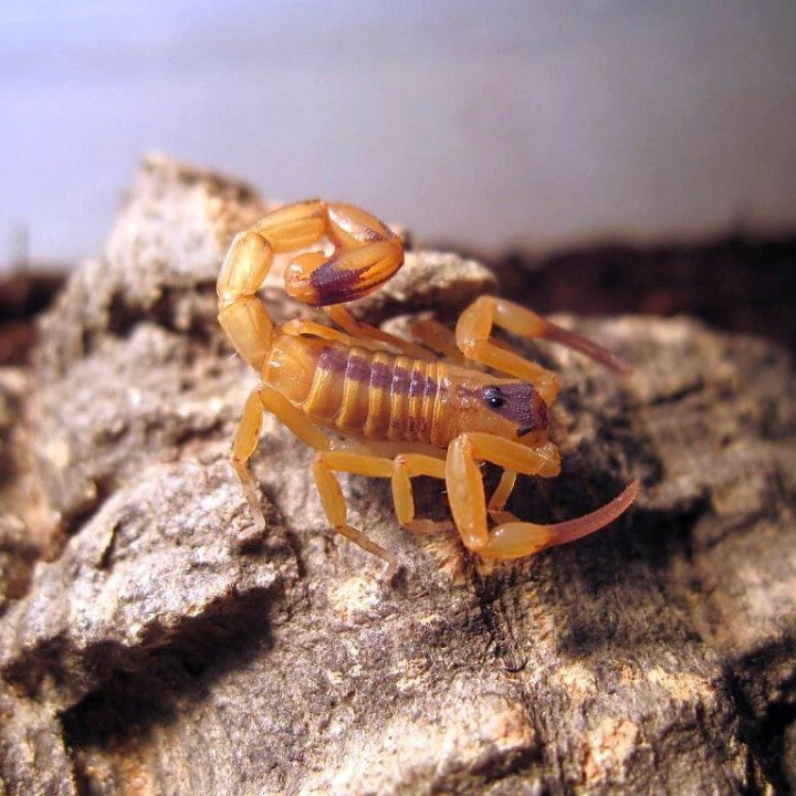 Brazilian Yellow Scorpion (Tityus stigmurus)
