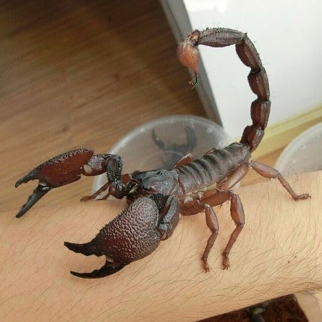 India Giant Forest Scorpion (Gigantometrus swammerdami) for Sale | My