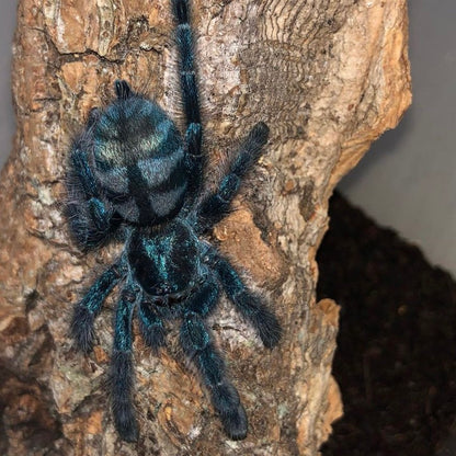 Blue Green Pinktoe Tarantula (Avicularia geroldi)