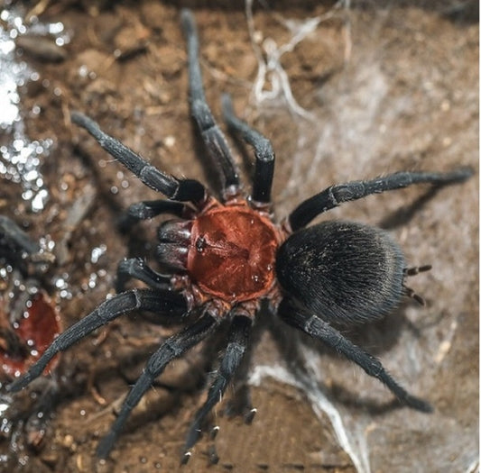 Redhead Tarantula (Bumba horrida)