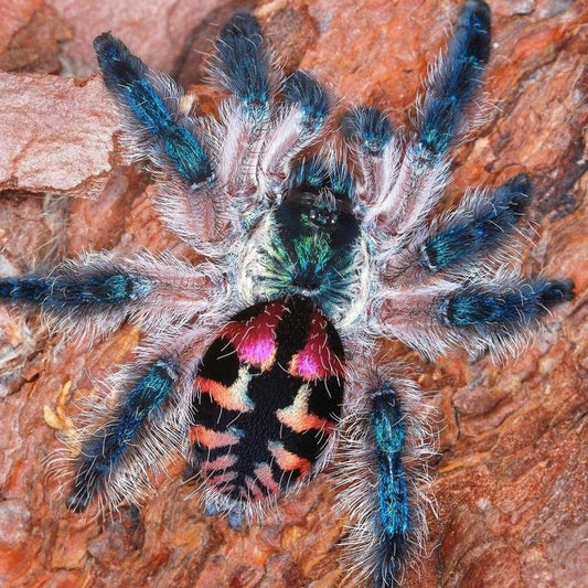 Jewel Tarantula (Typhochlaena seladonia)