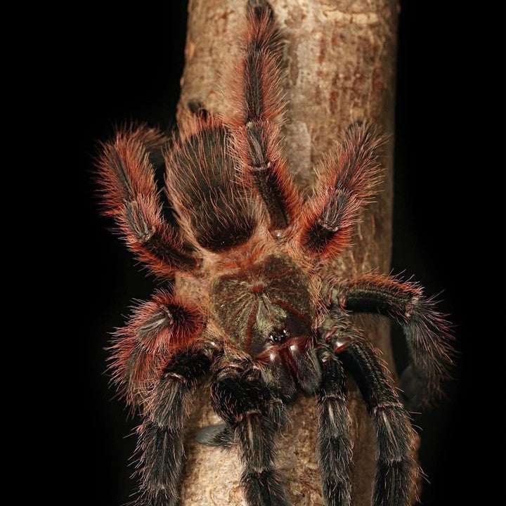 Darth Maul Tarantula (Psalmopoeus victori)