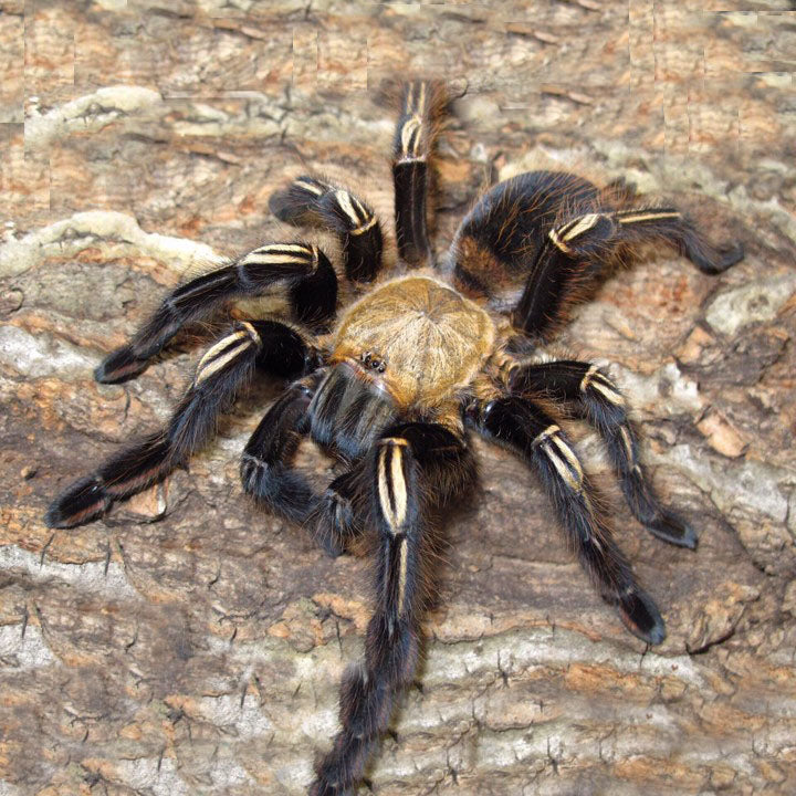 Yellow Knee Skeleton Tarantula (Ephebopus murinus)