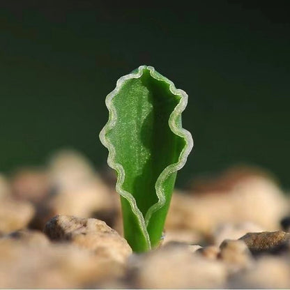 Slug Spring Grass (Albuca dilucula)