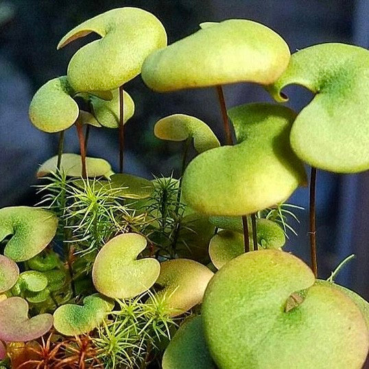 Hearts Bladderwort (Utricularia nephrophylla x geminiloba)