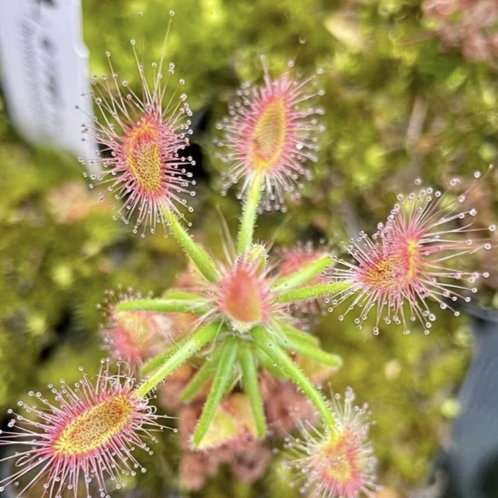 Shaggy sundew (Drosera scorpioides)