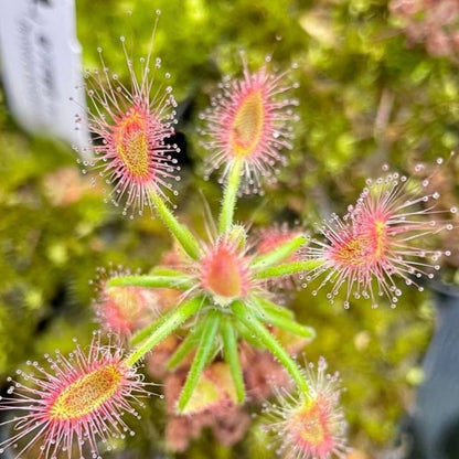 Shaggy sundew (Drosera scorpioides)