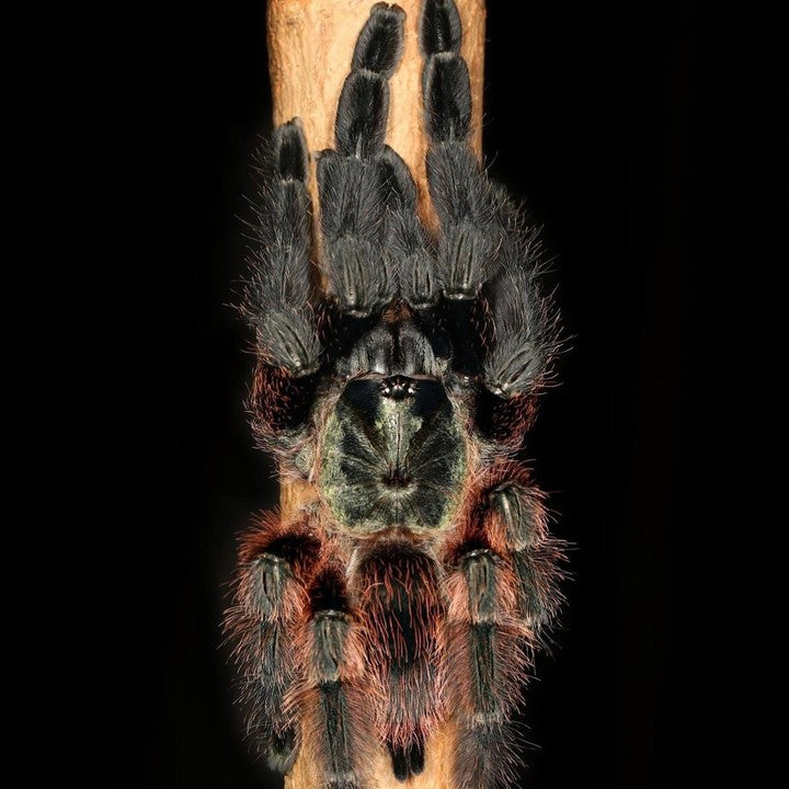 Darth Maul Tarantula (Psalmopoeus victori)