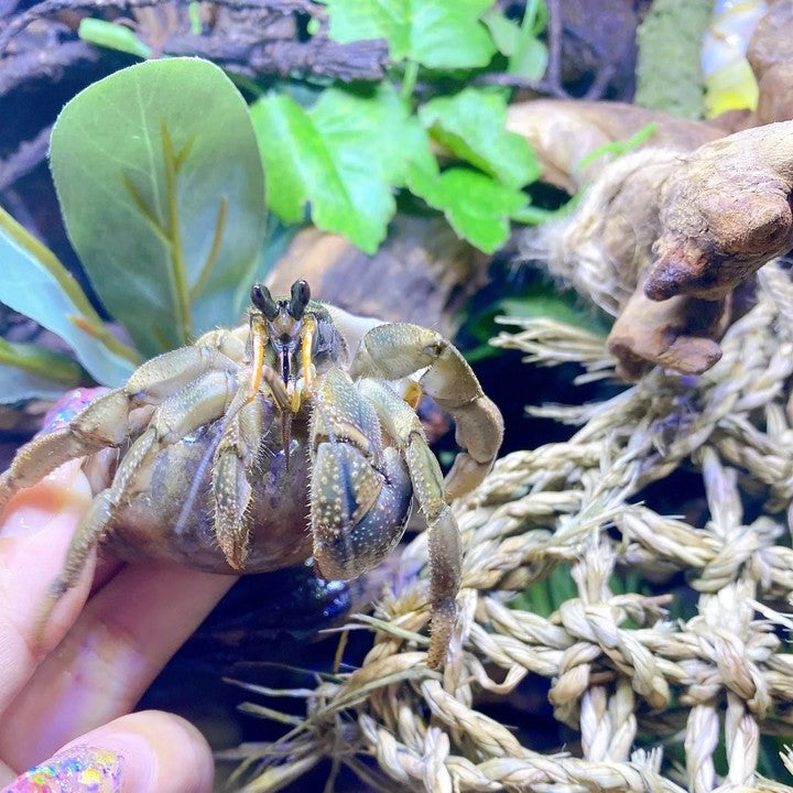 Cavipes Hermit Crab (Coenobita cavipes)