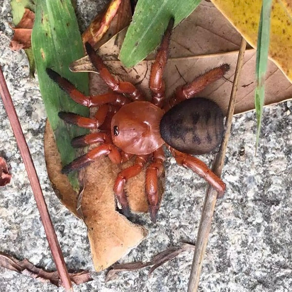 Stasimopus robertsi (Latouchia rufa)