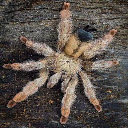Panama Blonde Tarantula (Psalmopoeus pulcher)