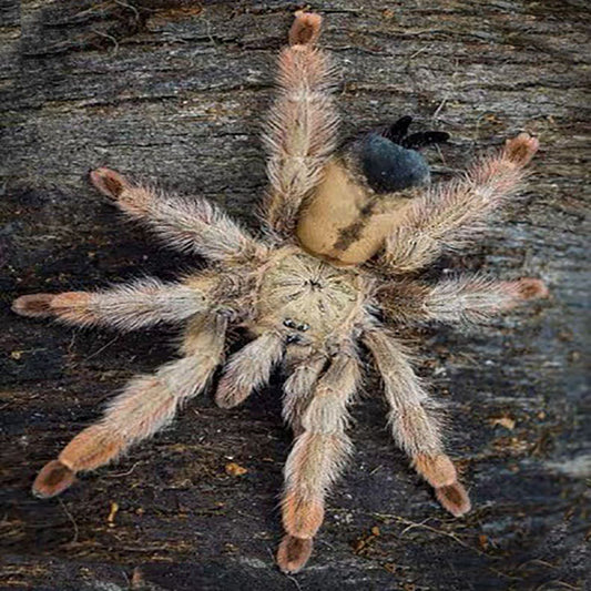 Panama Blonde Tarantula (Psalmopoeus pulcher)