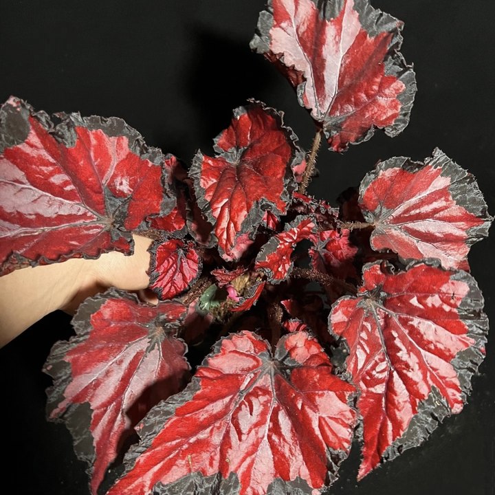 Begonia Rex 'Red Kiss'