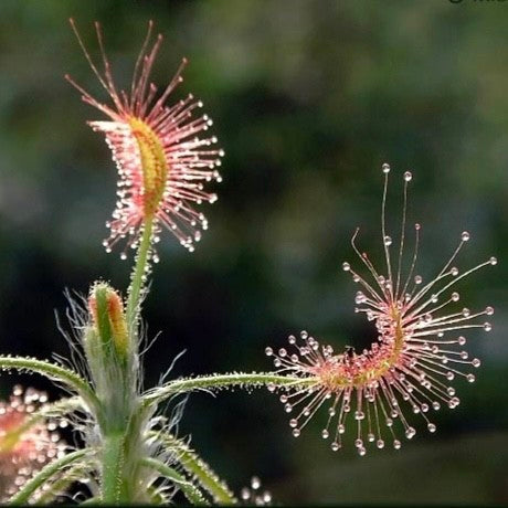 Shaggy sundew (Drosera scorpioides)