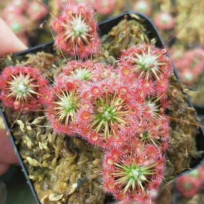 Drosera x lake badgerup  (Drosera x badgerupii)