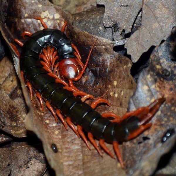 Chinese Red Head Centipede var Red Leg (Scolopendra mutilans)