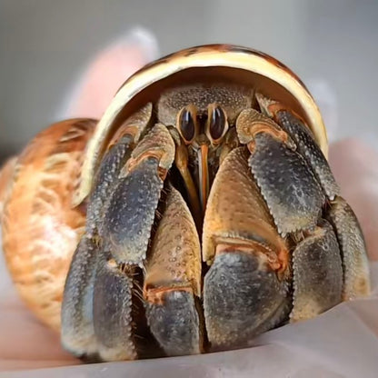 Marble Hermit Crab(Coenobita pseudorugosus)