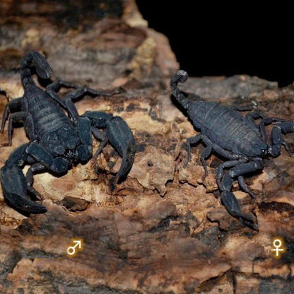 Vietnamese flat rock scorpion (Euscorpiops vachoni)