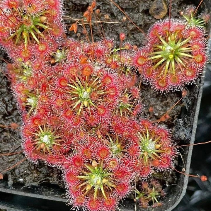 Drosera x lake badgerup  (Drosera x badgerupii)