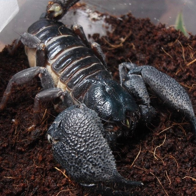 India Giant Forest Scorpion (Gigantometrus swammerdami)