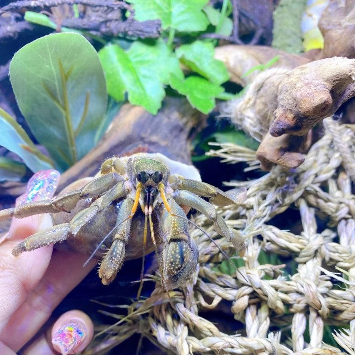 Cavipes Hermit Crab (Coenobita cavipes)