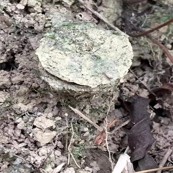 Stasimopus robertsi (Latouchia rufa)