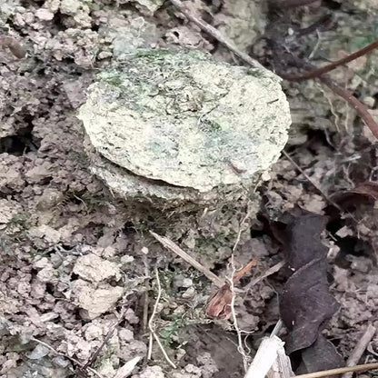 Stasimopus robertsi (Latouchia rufa)