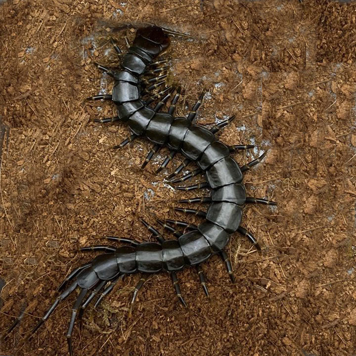 Chinese Giant Tiger Leg Centipede 'black legs' (Scolopendra hainanum)