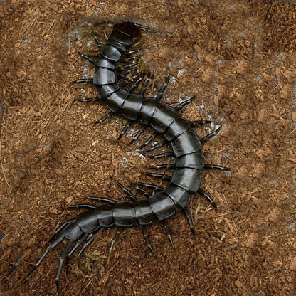Chinese Giant Tiger Leg Centipede 'black legs' (Scolopendra hainanum)