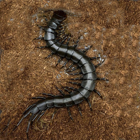 Chinese Giant Tiger Leg Centipede 'black legs' (Scolopendra hainanum)