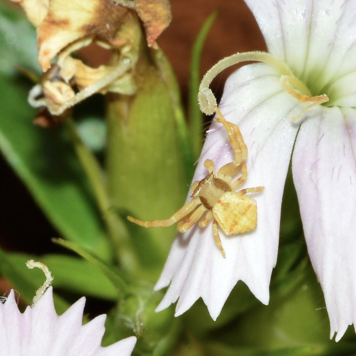 Masked Crab Spider (Thomisus labefactus )