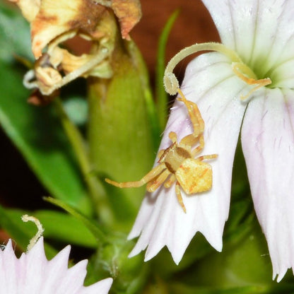 Masked Crab Spider (Thomisus labefactus )