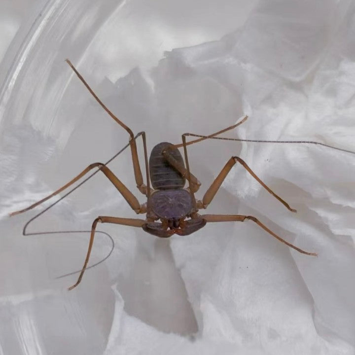 South China Whip Spider （Weygoldtia hainanensis）